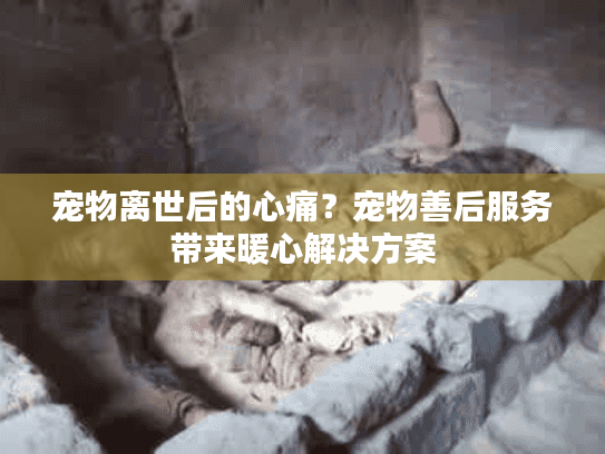 宠物离世后的心痛?宠物善后服务带来暖心解决方案 宠物离世后的心痛?宠物善后服务带来暖心解决方案