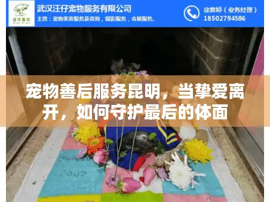 宠物善后服务昆明,当挚爱离开,如何守护最后的体面 宠物善后服务昆明,当挚爱离开,如何守护最后的体面