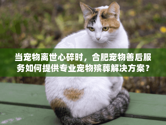 当宠物离世心碎时，合肥宠物善后服务如何提供专业宠物殡葬解决方案？