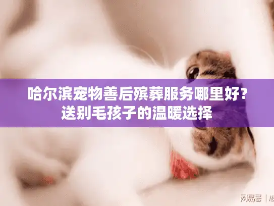 哈尔滨宠物善后殡葬服务哪里好？送别毛孩子的温暖选择