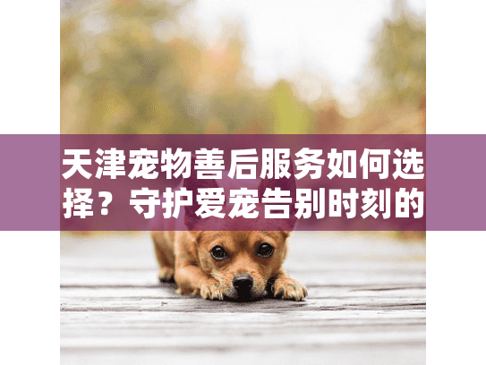 天津宠物善后服务如何选择？守护爱宠告别时刻的贴心指南