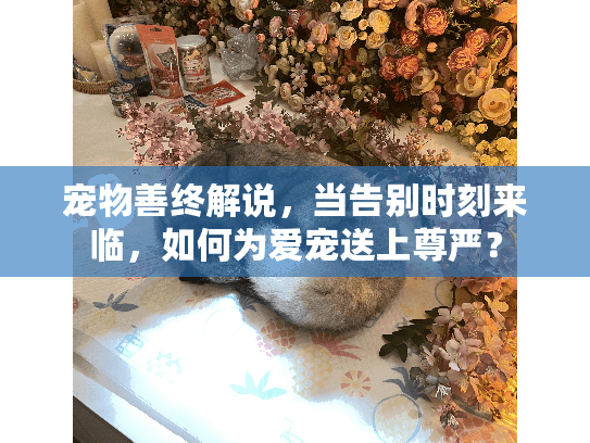 宠物善终解说，当告别时刻来临，如何为爱宠送上尊严？