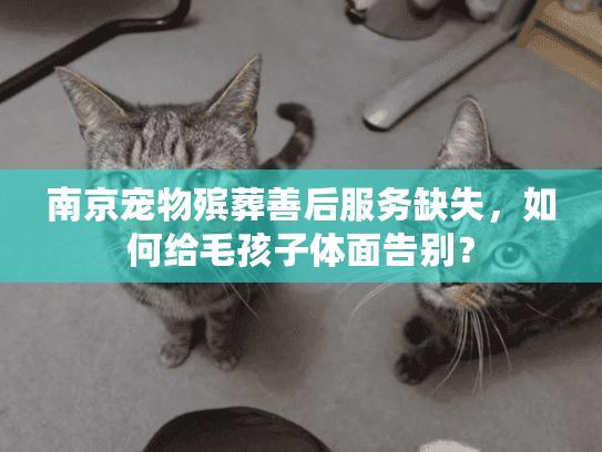南京宠物殡葬善后服务缺失，如何给毛孩子体面告别？