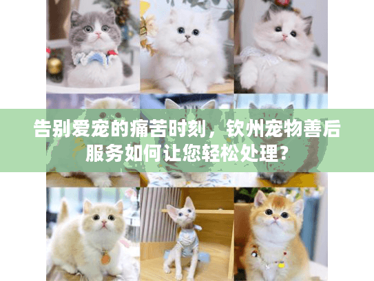 告别爱宠的痛苦时刻，钦州宠物善后服务如何让您轻松处理？