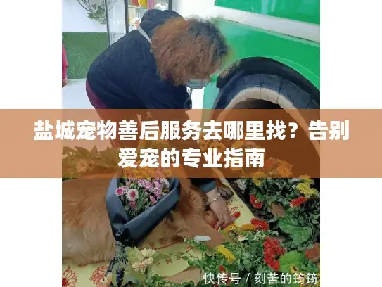 盐城宠物善后服务去哪里找？告别爱宠的专业指南