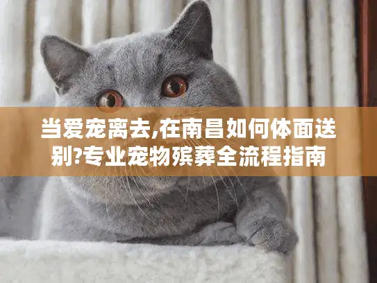 当爱宠离去,在南昌如何体面送别?专业宠物殡葬全流程指南