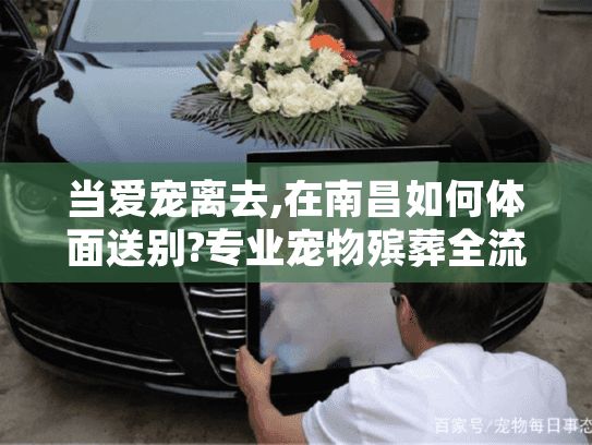 当爱宠离去,在南昌如何体面送别?专业宠物殡葬全流程指南