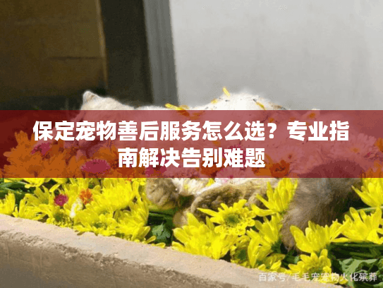 保定宠物善后服务怎么选？专业指南解决告别难题