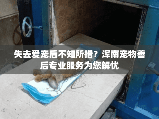 失去爱宠后不知所措？浑南宠物善后专业服务为您解忧
