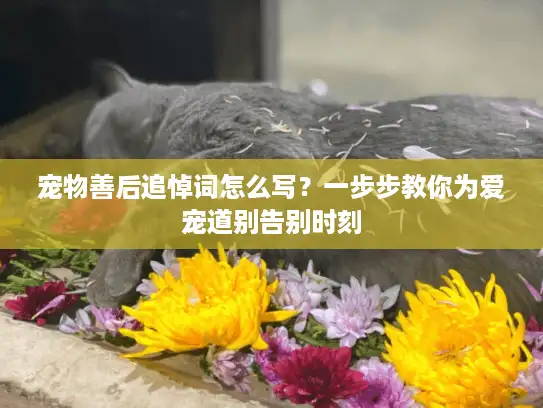 宠物善后追悼词怎么写？一步步教你为爱宠道别告别时刻