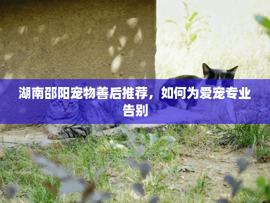 湖南邵阳宠物善后推荐，如何为爱宠专业告别