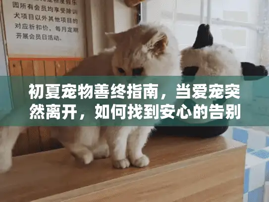初夏宠物善终指南,当爱宠突然离开,如何找到安心的告别服务 初夏宠物善终指南,当爱宠突然离开,如何找到安心的告别服务