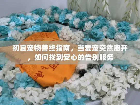初夏宠物善终指南,当爱宠突然离开,如何找到安心的告别服务 初夏宠物善终指南,当爱宠突然离开,如何找到安心的告别服务