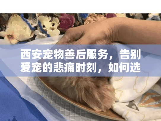 西安宠物善后服务，告别爱宠的悲痛时刻，如何选择专业殡葬服务？