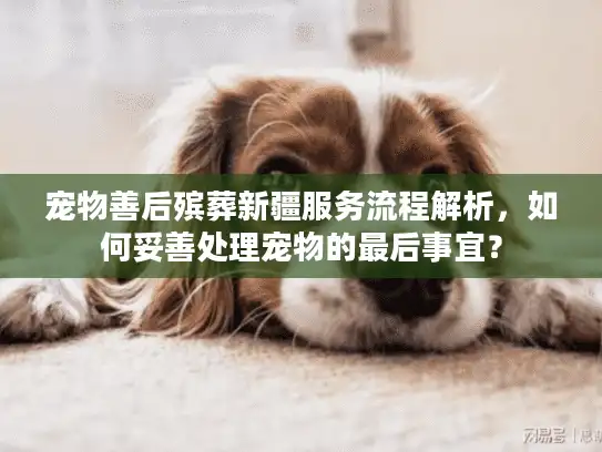 宠物善后殡葬新疆服务流程解析，如何妥善处理宠物的最后事宜？