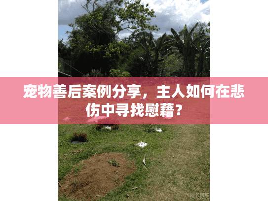 宠物善后案例分享，主人如何在悲伤中寻找慰藉？