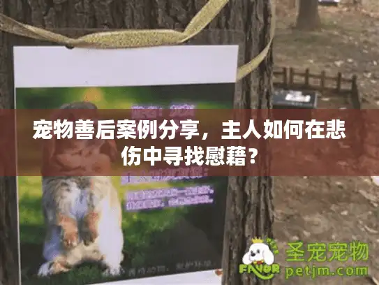 宠物善后案例分享，主人如何在悲伤中寻找慰藉？