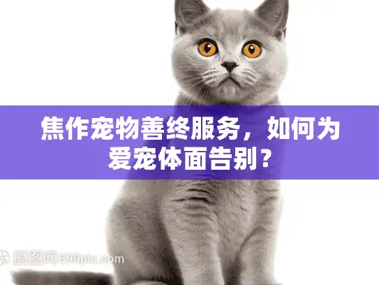 焦作宠物善终服务，如何为爱宠体面告别？