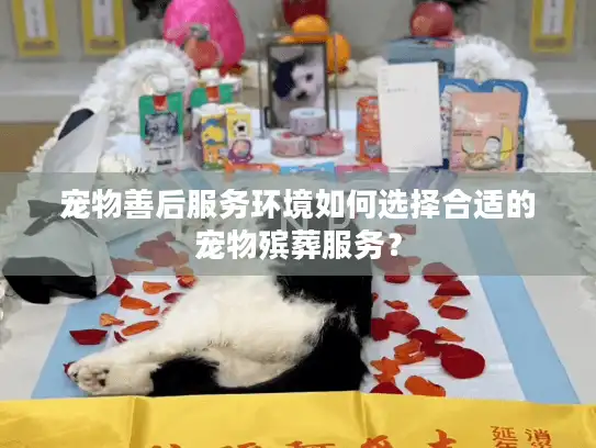 宠物善后服务环境如何选择合适的宠物殡葬服务？