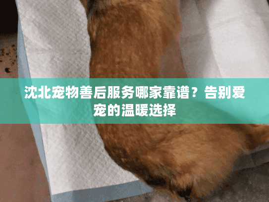 沈北宠物善后服务哪家靠谱？告别爱宠的温暖选择