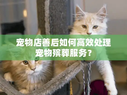 宠物店善后如何高效处理宠物殡葬服务？