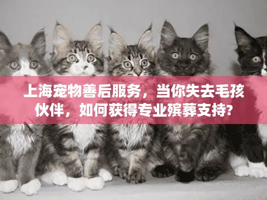 上海宠物善后服务,当你失去毛孩伙伴,如何获得专业殡葬支持? 上海宠物善后服务,当你失去毛孩伙伴,如何获得专业殡葬支持?