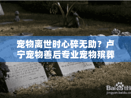 宠物离世时心碎无助？卢宁宠物善后专业宠物殡葬服务帮您体面告别