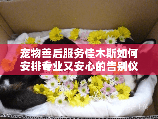 宠物善后服务佳木斯如何安排专业又安心的告别仪式？