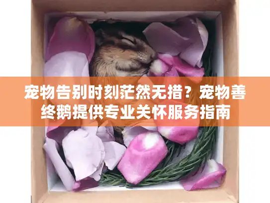 宠物告别时刻茫然无措?宠物善终鹅提供专业关怀服务指南 宠物告别时刻茫然无措?宠物善终鹅提供专业关怀服务指南