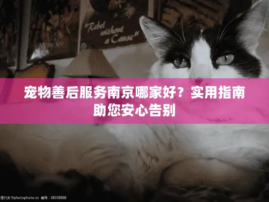宠物善后服务南京哪家好？实用指南助您安心告别