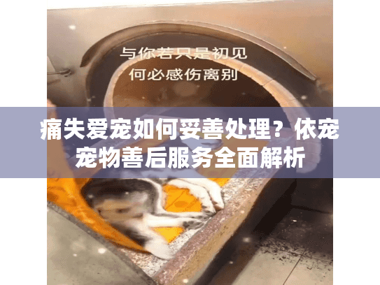 痛失爱宠如何妥善处理？依宠宠物善后服务全面解析