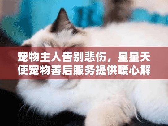 宠物主人告别悲伤,星星天使宠物善后服务提供暖心解决方案 宠物主人告别悲伤,星星天使宠物善后服务提供暖心解决方案