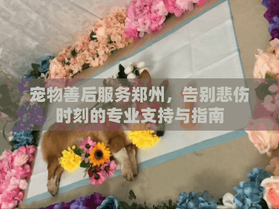 宠物善后服务郑州，告别悲伤时刻的专业支持与指南