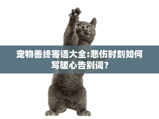 宠物善终寄语大全:悲伤时刻如何写暖心告别词? 宠物善终寄语大全:悲伤时刻如何写暖心告别词?