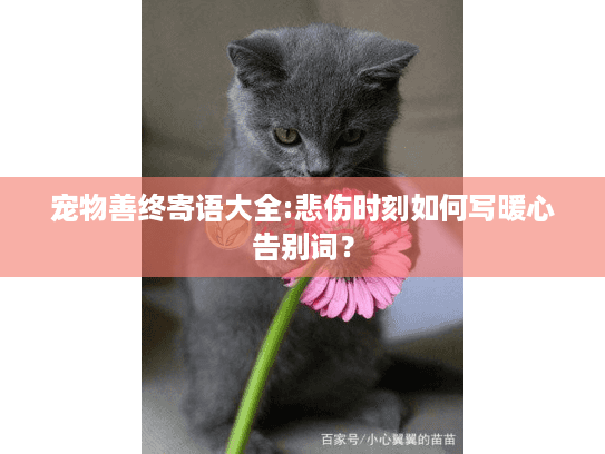 宠物善终寄语大全:悲伤时刻如何写暖心告别词? 宠物善终寄语大全:悲伤时刻如何写暖心告别词?