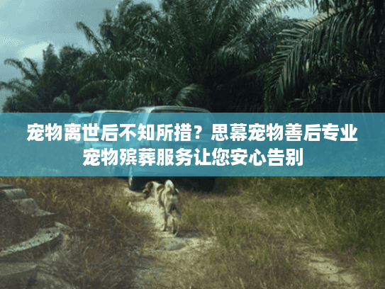 宠物离世后不知所措？思幕宠物善后专业宠物殡葬服务让您安心告别