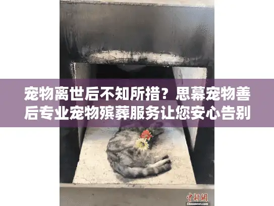 宠物离世后不知所措？思幕宠物善后专业宠物殡葬服务让您安心告别