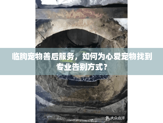 临朐宠物善后服务，如何为心爱宠物找到专业告别方式？