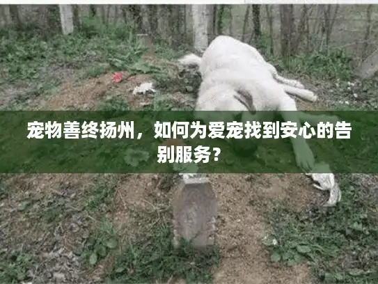 宠物善终扬州,如何为爱宠找到安心的告别服务? 宠物善终扬州,如何为爱宠找到安心的告别服务?