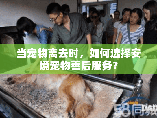 当宠物离去时，如何选择安境宠物善后服务？