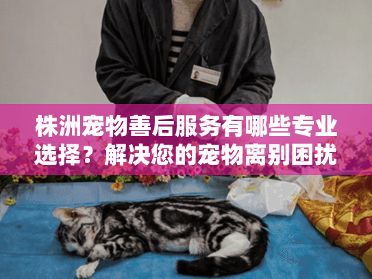 株洲宠物善后服务有哪些专业选择?解决您的宠物离别困扰 株洲宠物善后服务有哪些专业选择?解决您的宠物离别困扰