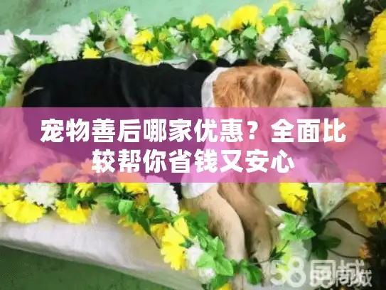 宠物善后哪家优惠？全面比较帮你省钱又安心