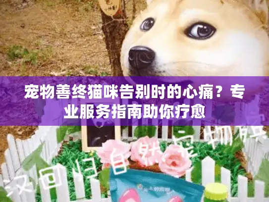 宠物善终猫咪告别时的心痛?专业服务指南助你疗愈 宠物善终猫咪告别时的心痛?专业服务指南助你疗愈