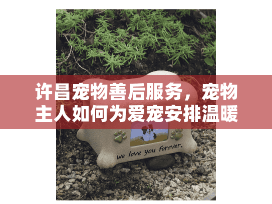 许昌宠物善后服务，宠物主人如何为爱宠安排温暖告别