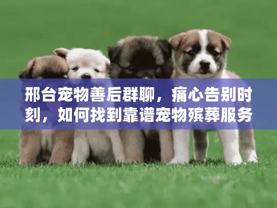 邢台宠物善后群聊，痛心告别时刻，如何找到靠谱宠物殡葬服务？