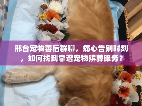 邢台宠物善后群聊，痛心告别时刻，如何找到靠谱宠物殡葬服务？
