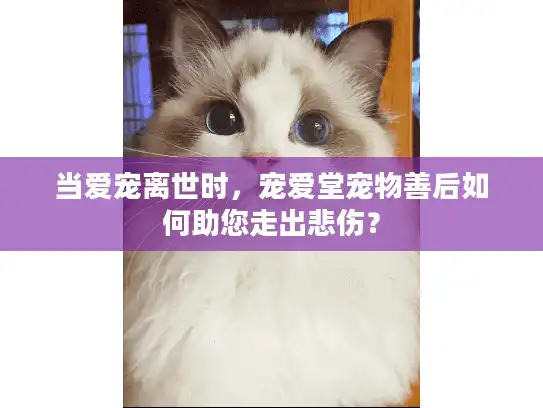 当爱宠离世时，宠爱堂宠物善后如何助您走出悲伤？