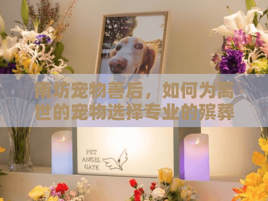 南坊宠物善后，如何为离世的宠物选择专业的殡葬服务？