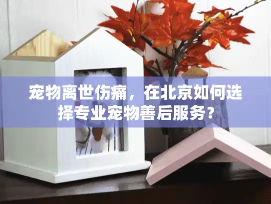 宠物离世伤痛，在北京如何选择专业宠物善后服务？