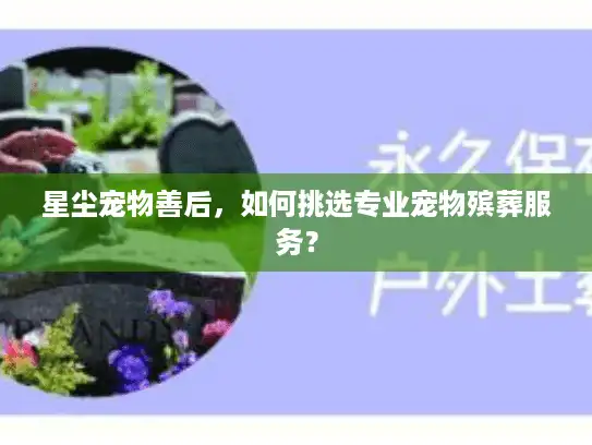 星尘宠物善后，如何挑选专业宠物殡葬服务？